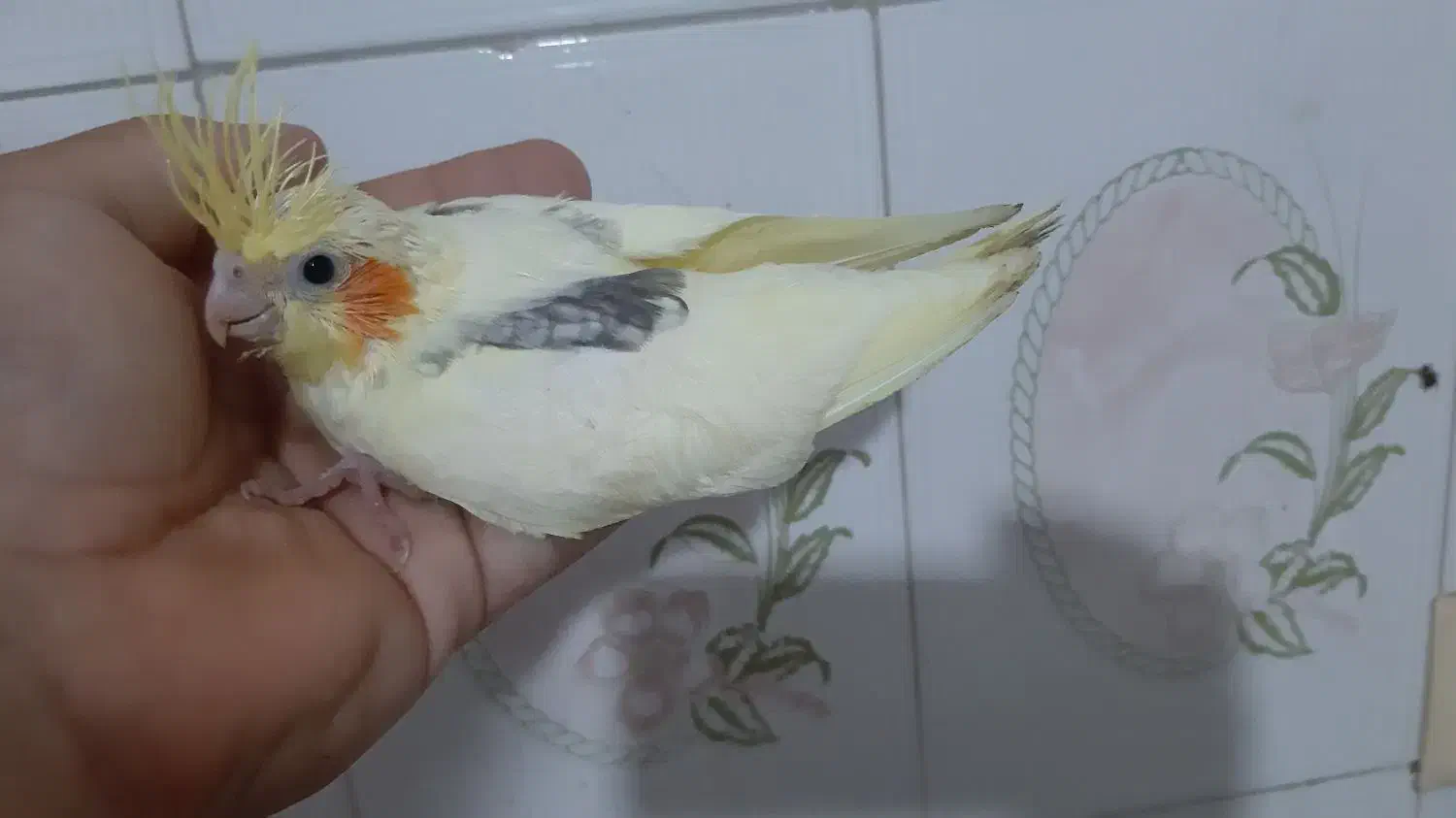 جوجه عروس دوکت لوتینو|پرنده|ساری, |دیوار