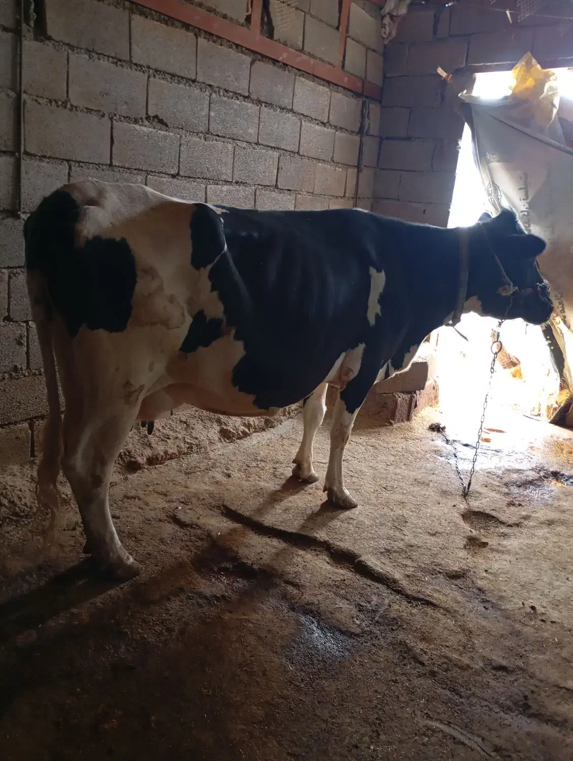 گاو|حیوانات مزرعه|بیرانوند, |دیوار