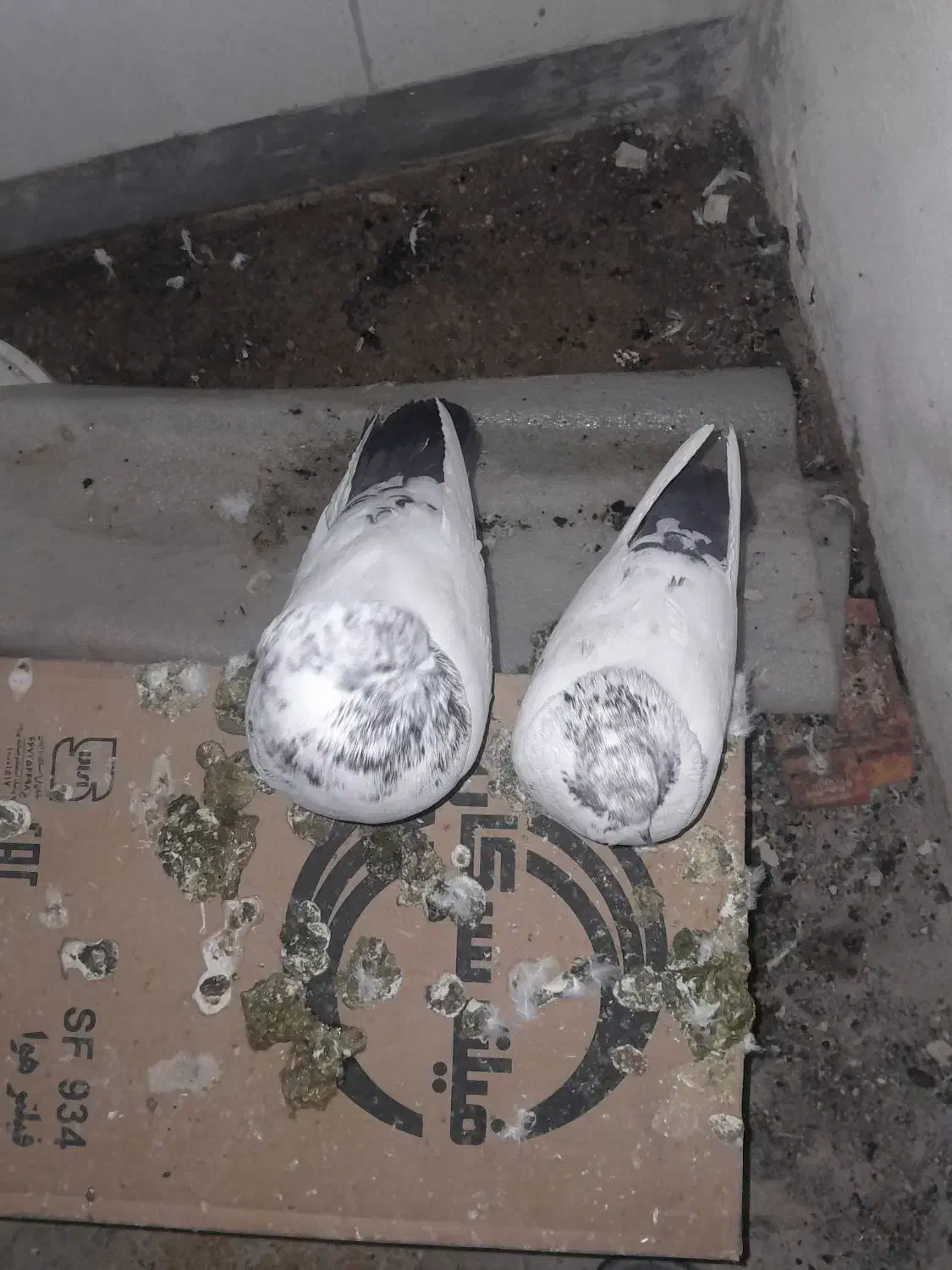 کفتر کله دم سبز|پرنده|ملایر, |دیوار