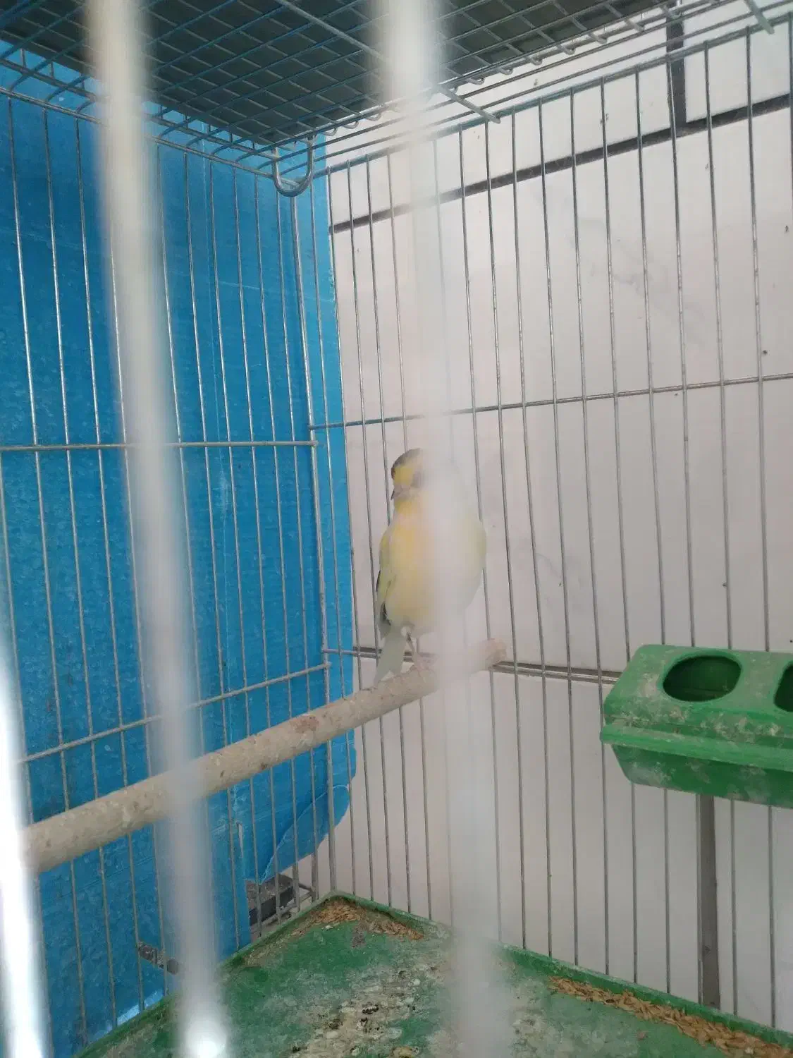 قناری گلستر|پرنده|اصفهان, فرح آباد|دیوار