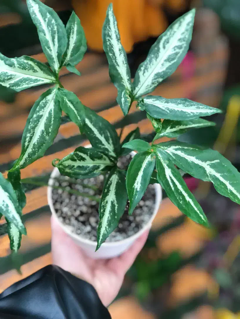 گیاه آپارتمانی|گل و گیاه طبیعی|تهران, آبشار تهران (دریاچه)|دیوار