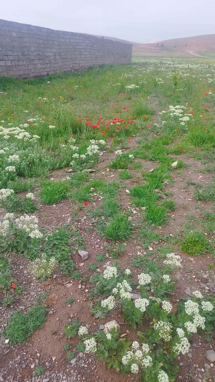 زمینفروشیدرمنطقهبومگردیروستایشریفاباد|فروش زمین و ملک کلنگی|ملکآباد, |دیوار