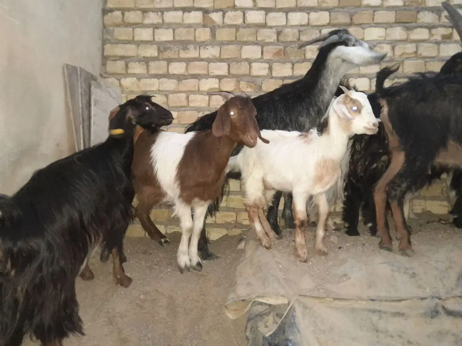 تعدادی بز بزغاله دار جوان|حیوانات مزرعه|رامند, |دیوار