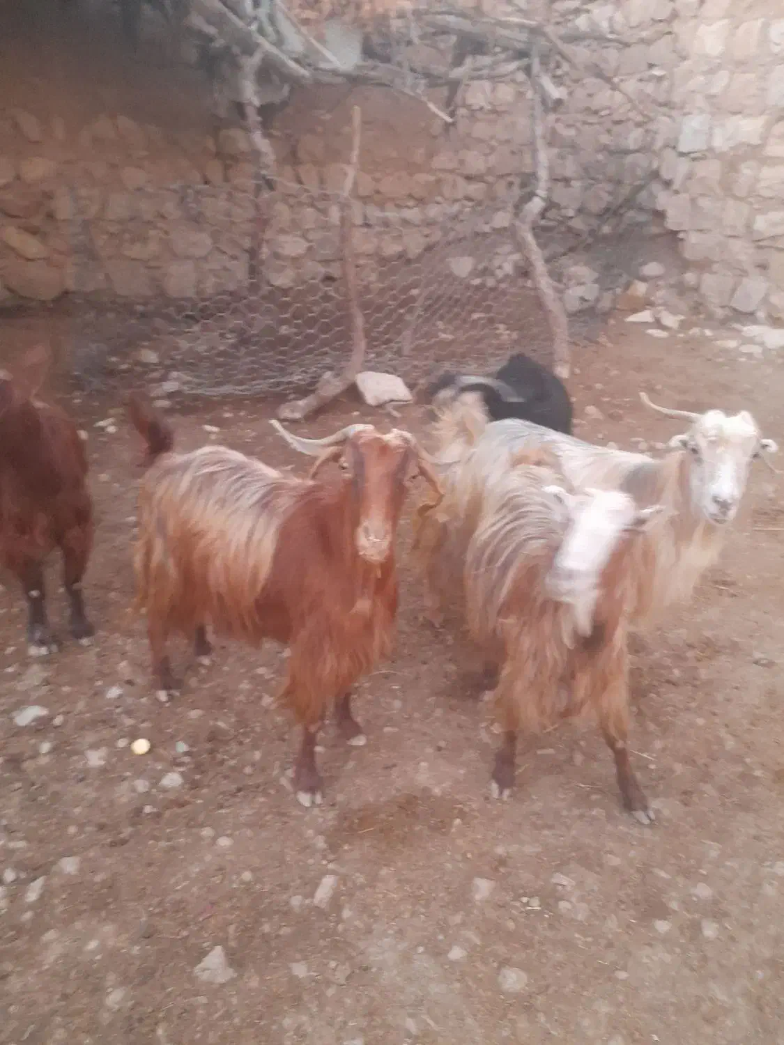 بزغاله جوان ۹عدد|حیوانات مزرعه|طرهان, |دیوار