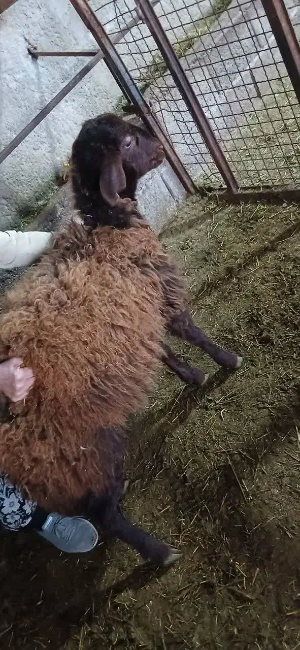 همو زیگوت|حیوانات مزرعه|مشگین شهر, |دیوار