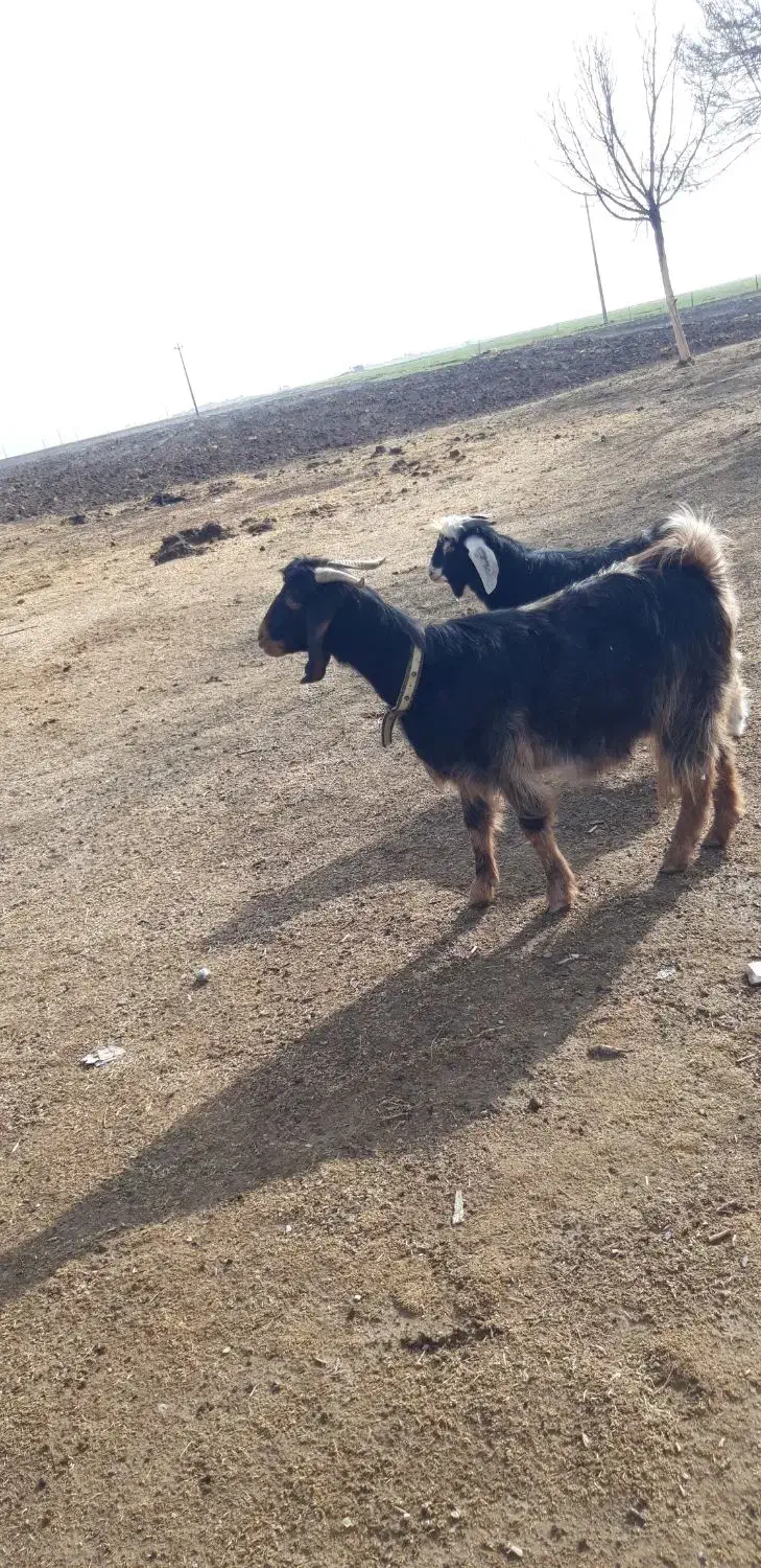 بز سه شیره|حیوانات مزرعه|ماهیدشت, |دیوار