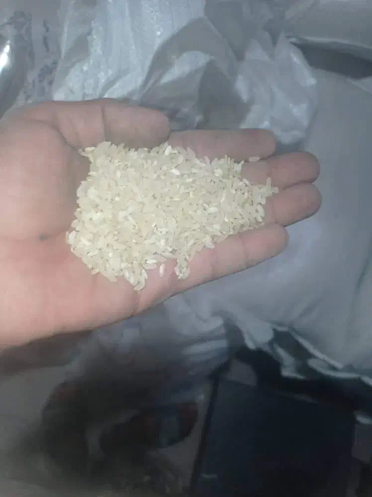 برنج اصل کامفیروز به شرط|عمدهفروشی|کامفیروز, |دیوار