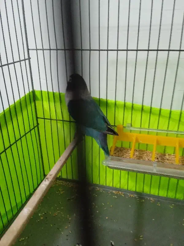 طوطی برزیلی مولد|پرنده|ملارد, |دیوار