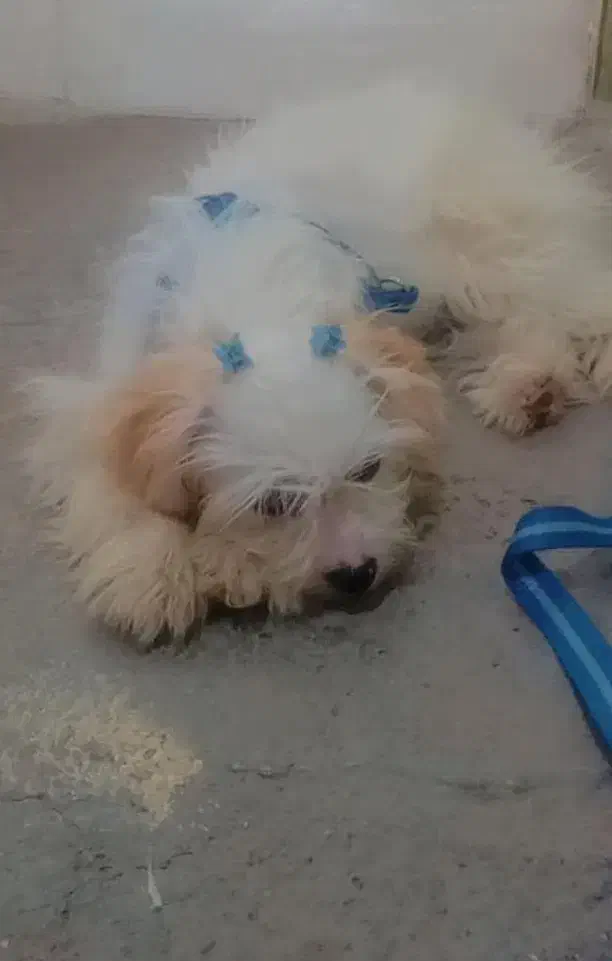 سگ گمشده|حیوانات|پیرانشهر, |دیوار