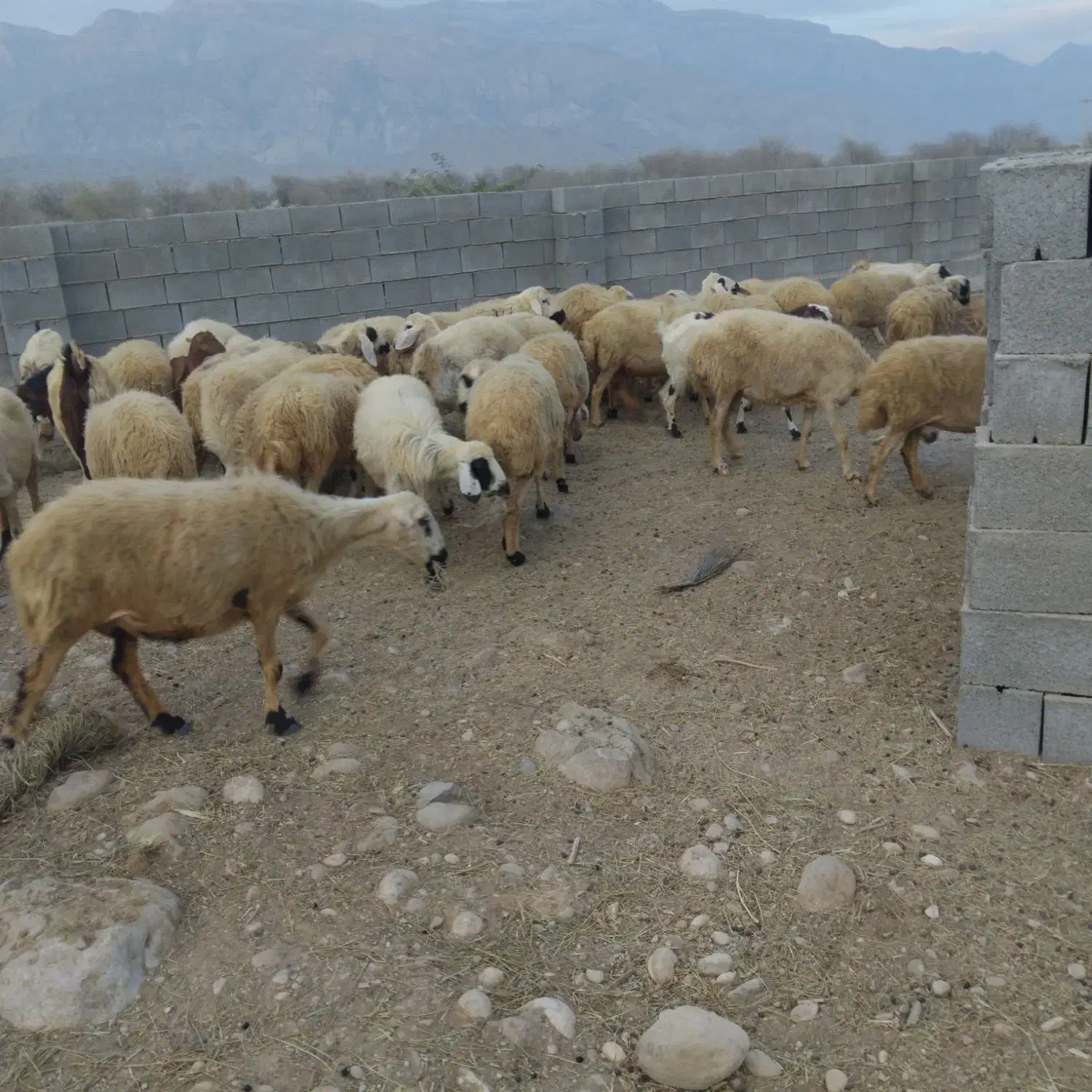 میش با بره|حیوانات مزرعه|تخت, |دیوار