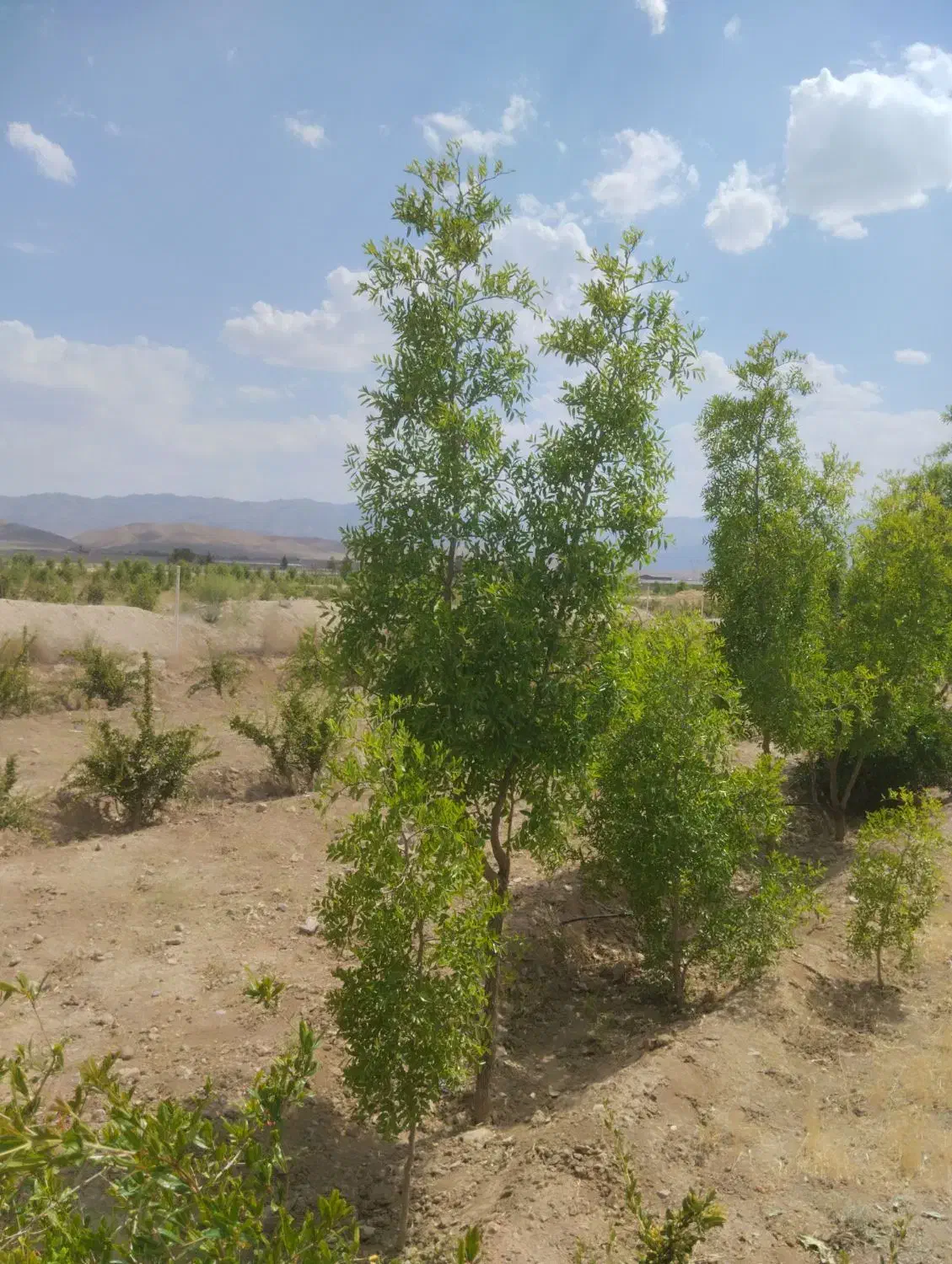 زمین دشت بجد|فروش دفتر صنعتی، کشاورزی، تجاری|بیرجند, |دیوار