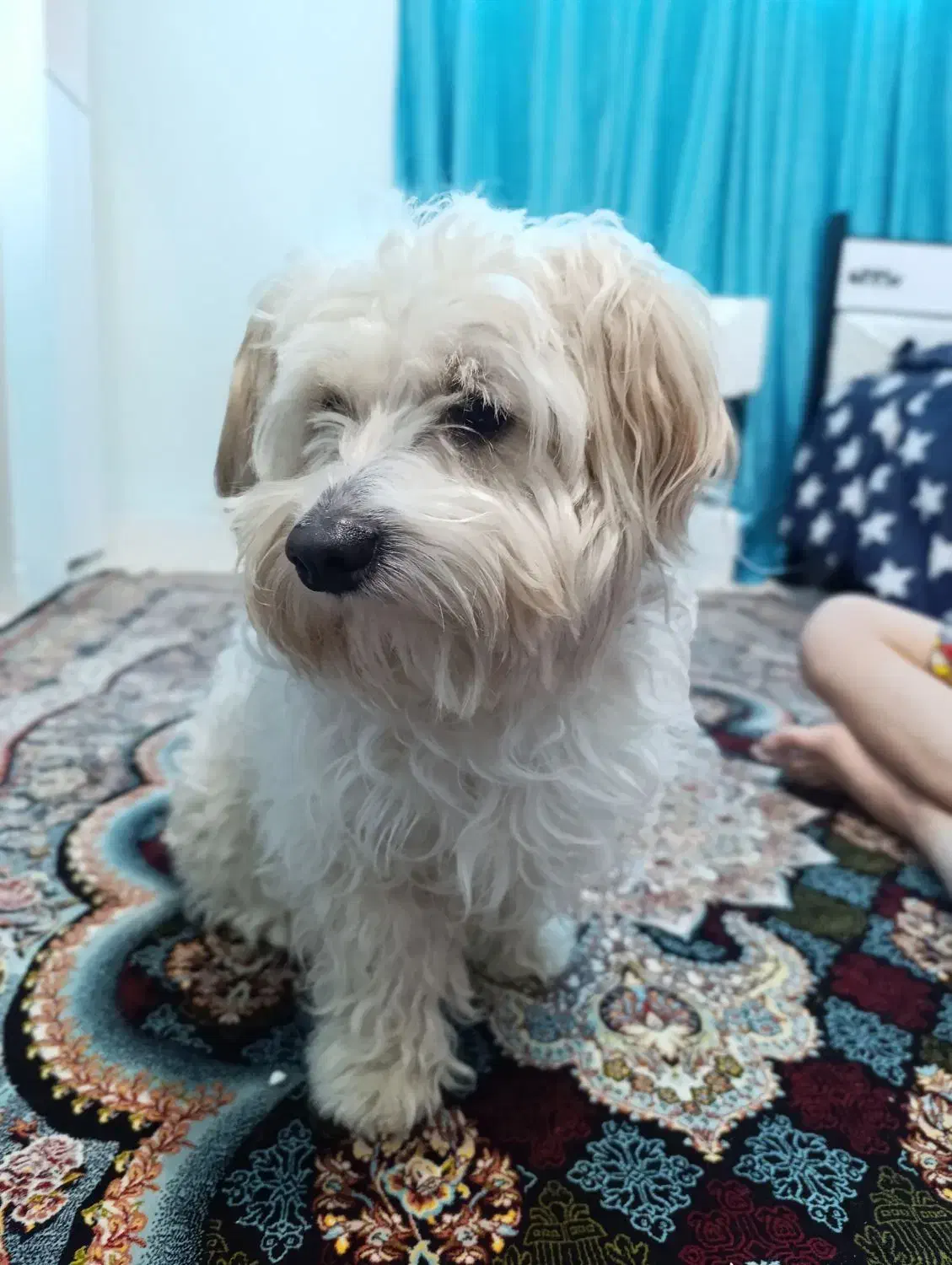 سگ پودل|سگ|سلامی, |دیوار