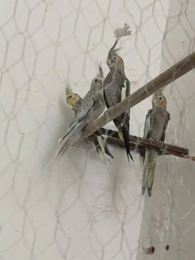 عروس هلندی چهار عدد 2800000|پرنده|نیک شهر, |دیوار