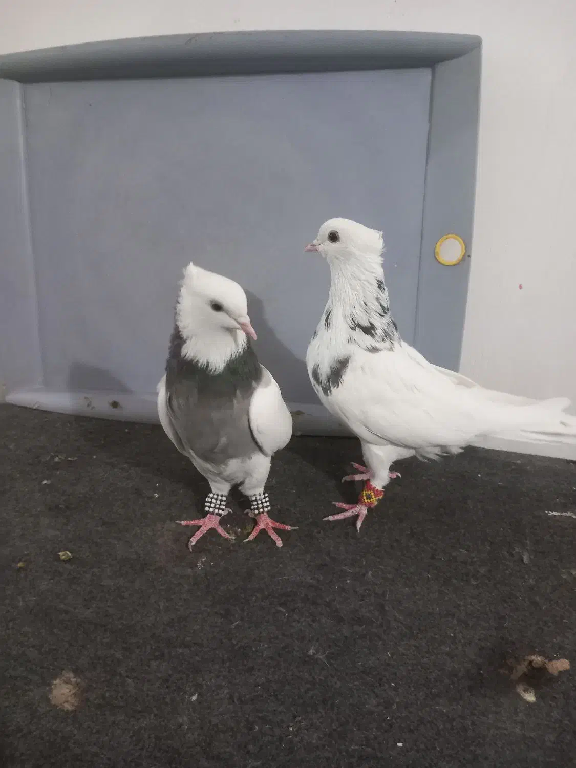 کبوتر طوقی|پرنده|قزوین, |دیوار