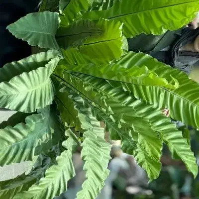 کود سیاه ریشه ۴۶ درصد اصلی خدمات۲۲۰۰|خدمات باغبانی و درختکاری|سرپل ذهاب, |دیوار