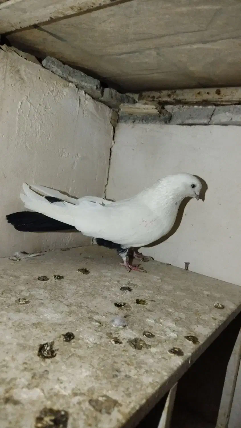 کبوتر دمبی|پرنده|سنندج, |دیوار