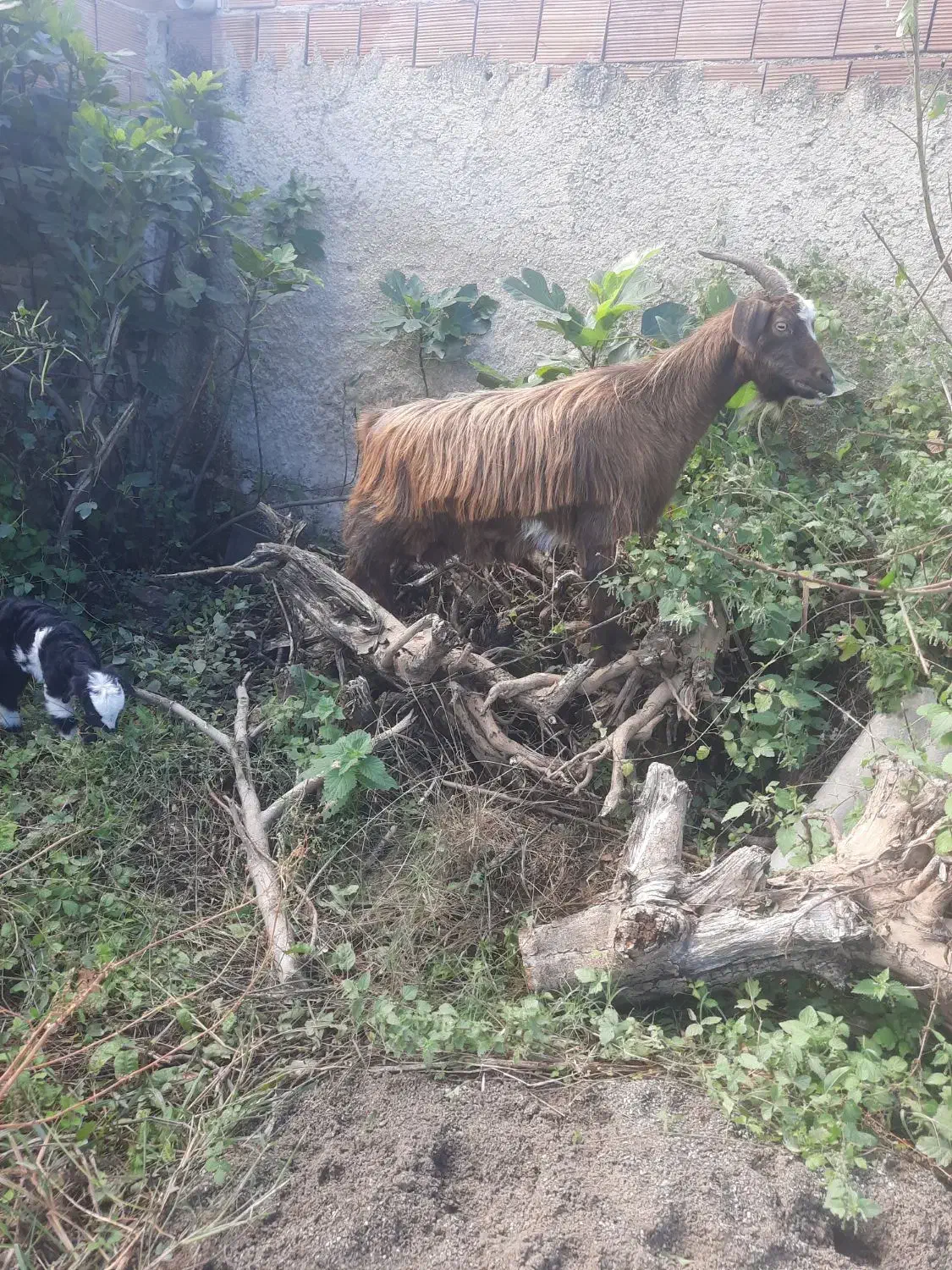 بز جوان وچاق همراه با بزغاله|حیوانات مزرعه|بهشهر, |دیوار