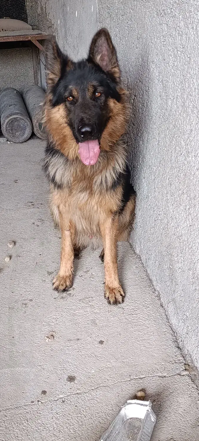 ژرمن شپهرد|سگ|احمدآبادمستوفی, |دیوار