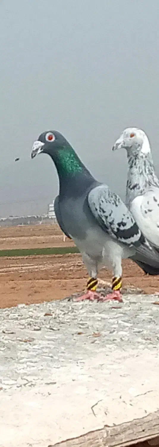 کفتر|حیوانات|رضویه, |دیوار