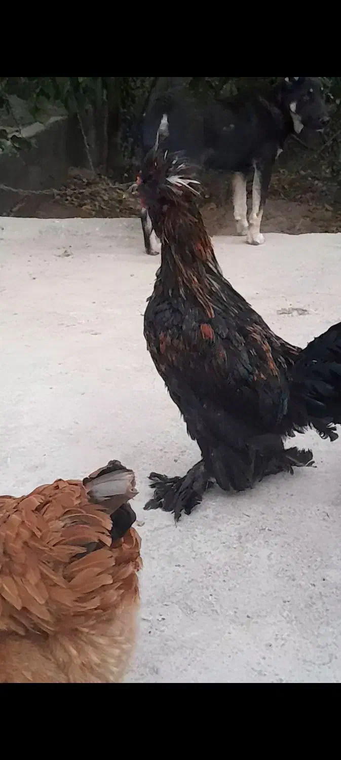 مرغ و خروس سلطان|حیوانات مزرعه|احمدآبادمستوفی, |دیوار