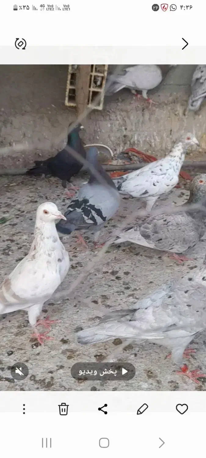 کفتر کبوتر گلی  وسرو|پرنده|برازجان, |دیوار