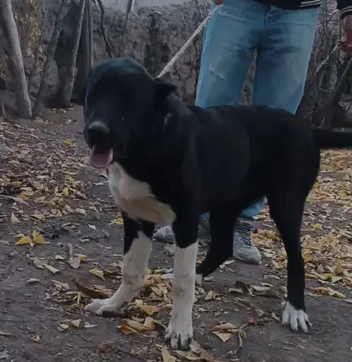 توله‌سرابی|سگ|اهر, |دیوار