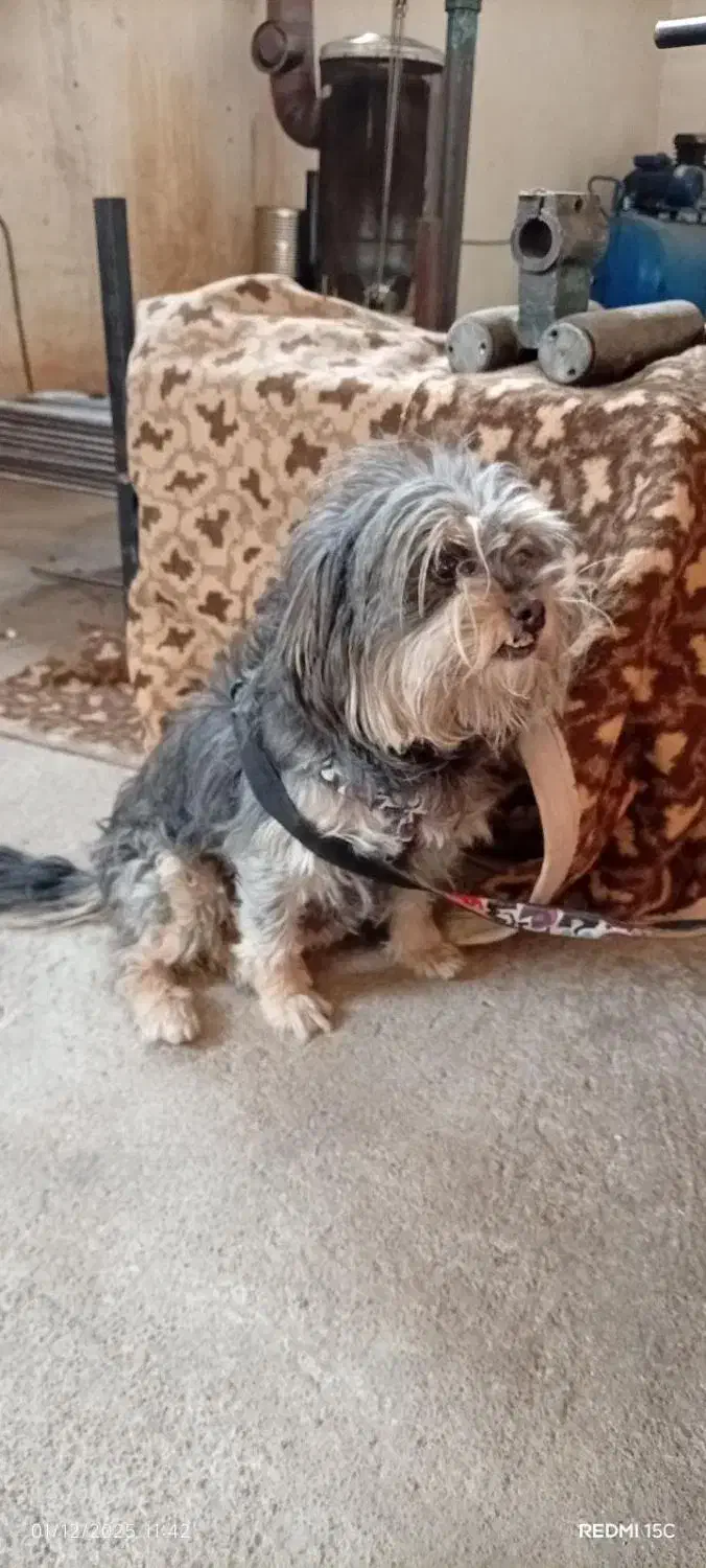 سگ شیتزو خانگی|سگ|تبریز, |دیوار