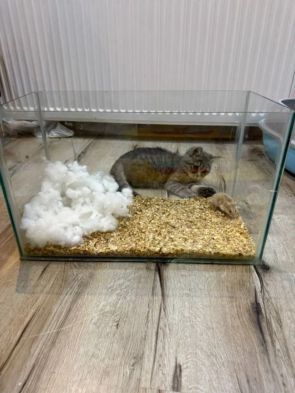 همستر مینیاتوری|موش و خرگوش|ارومیه, |دیوار