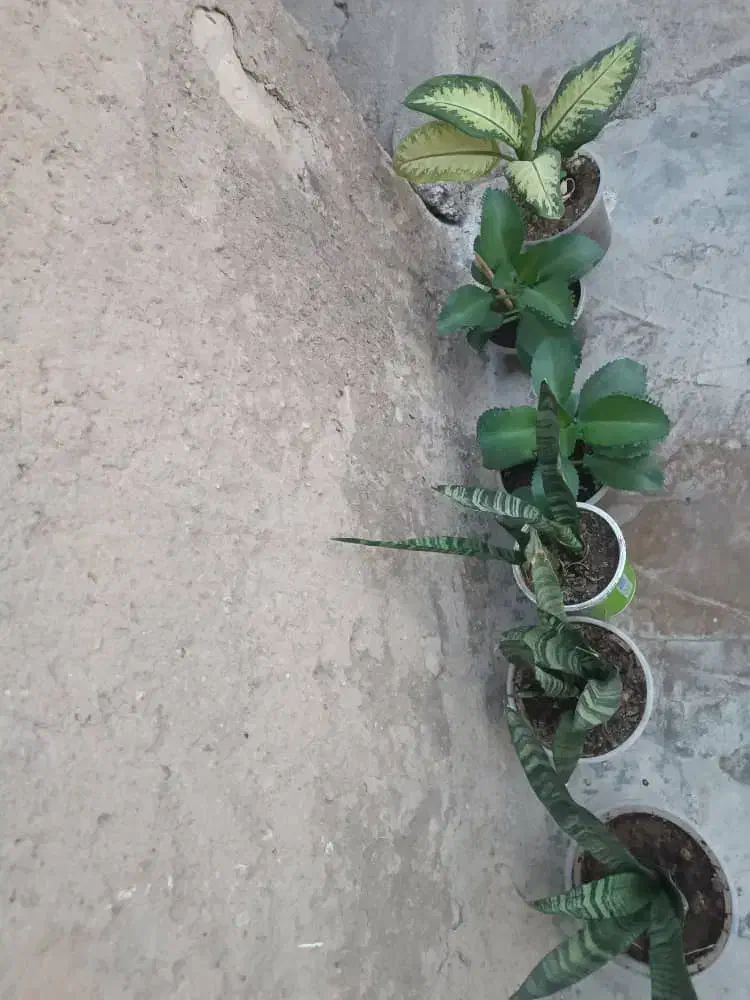 گل طبیعی|گل و گیاه طبیعی|دهدشت, |دیوار