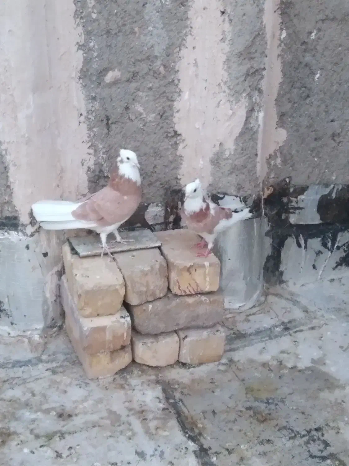 معاوضه جوجه شازده سرور|پرنده|قم, یزدانشهر|دیوار