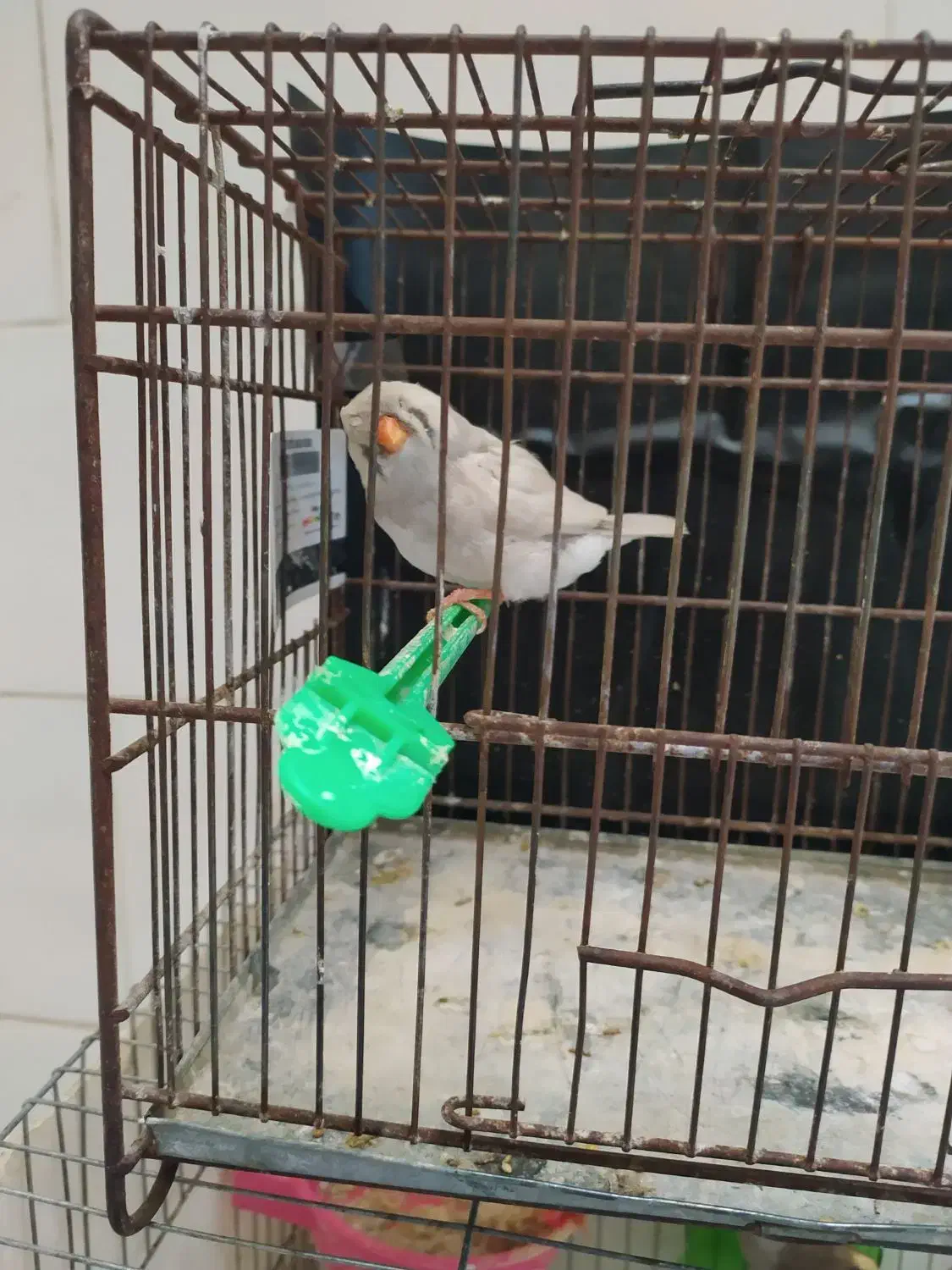 فنچ انگلیسی و پنگوئنی|پرنده|بندرعباس, |دیوار