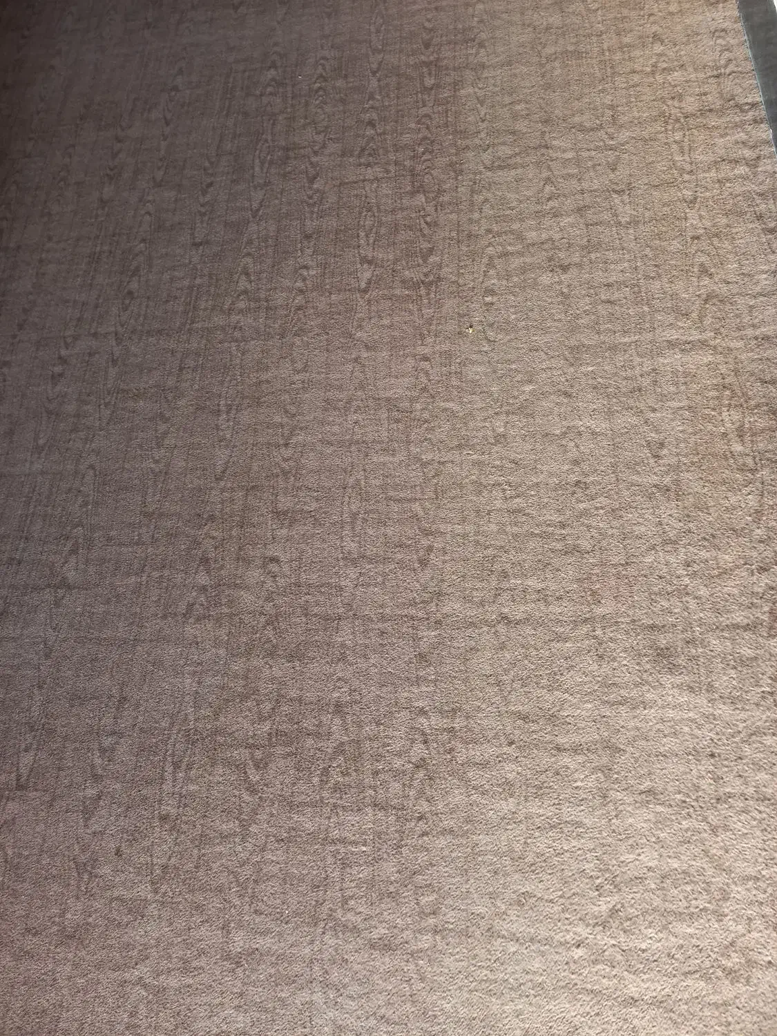 موکت بسیار بزرگ|موکت|کازرون, |دیوار