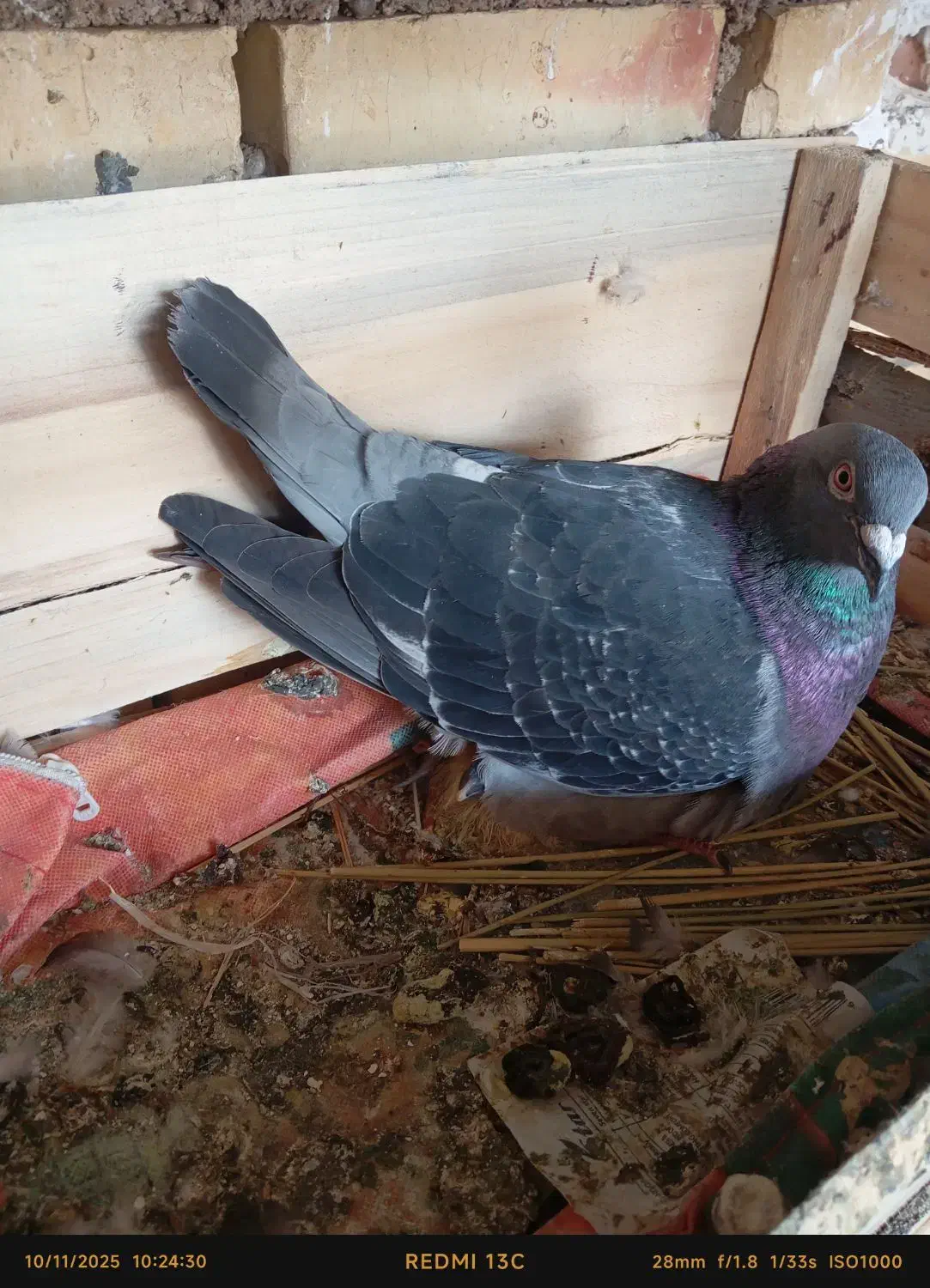 کبوتر پلاکی عراقی مسافتی|پرنده|گتوند, |دیوار