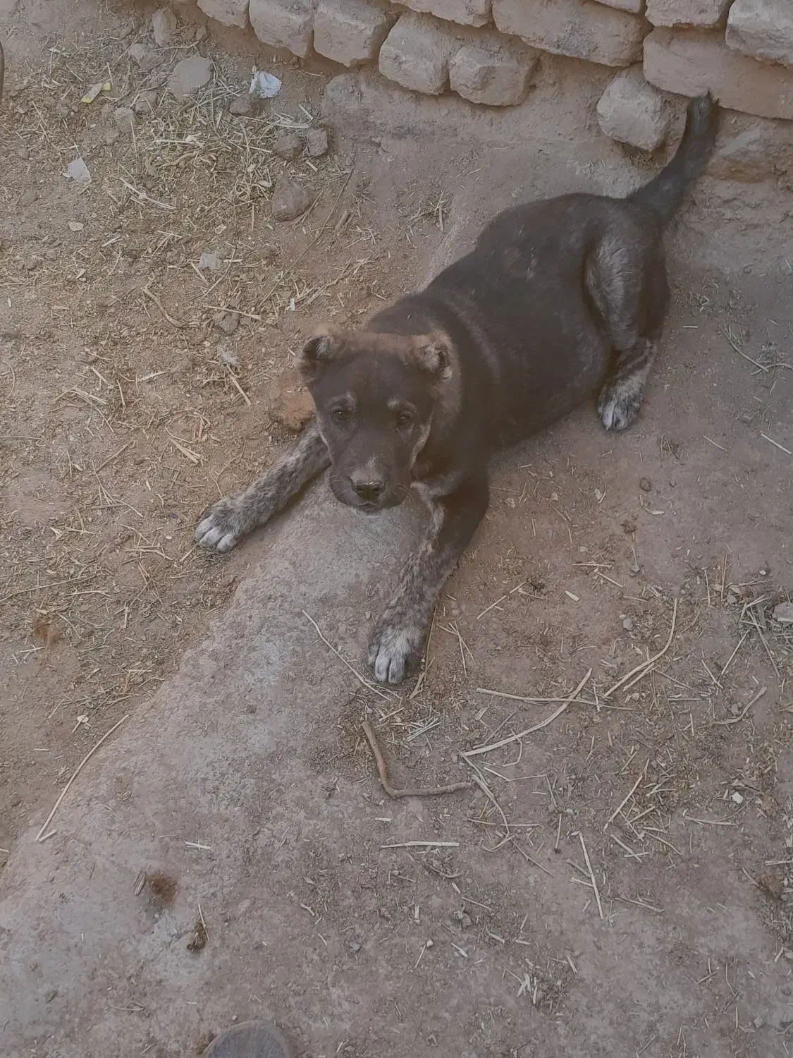 توله سگ|سگ|طاغنکوه, |دیوار