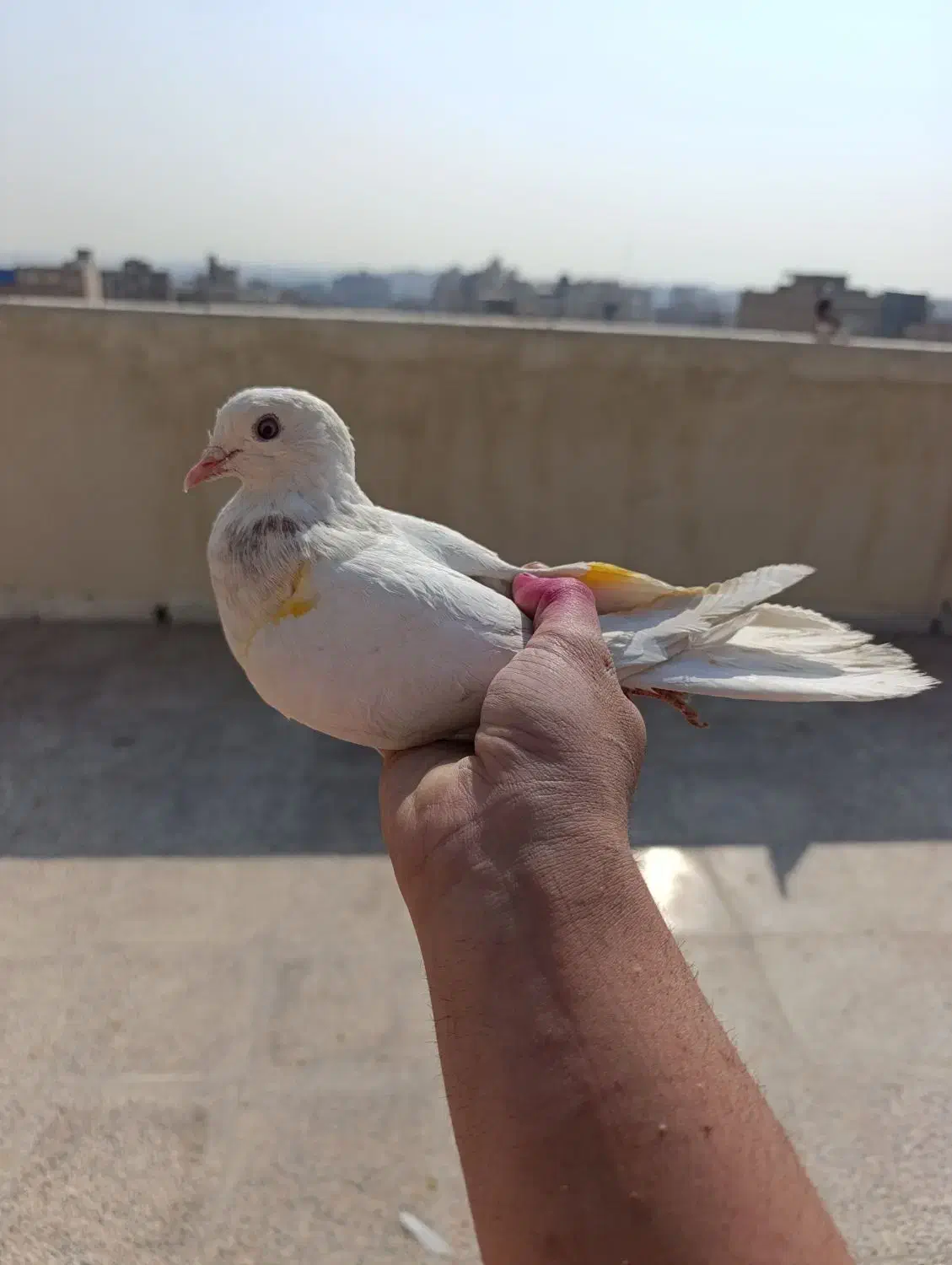 کفتر پرشی خال خوب|پرنده|نسیم‌شهر, |دیوار