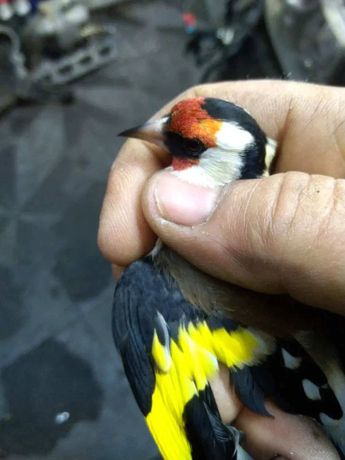 سهره|پرنده|تهران, امام زاده عبدالله|دیوار