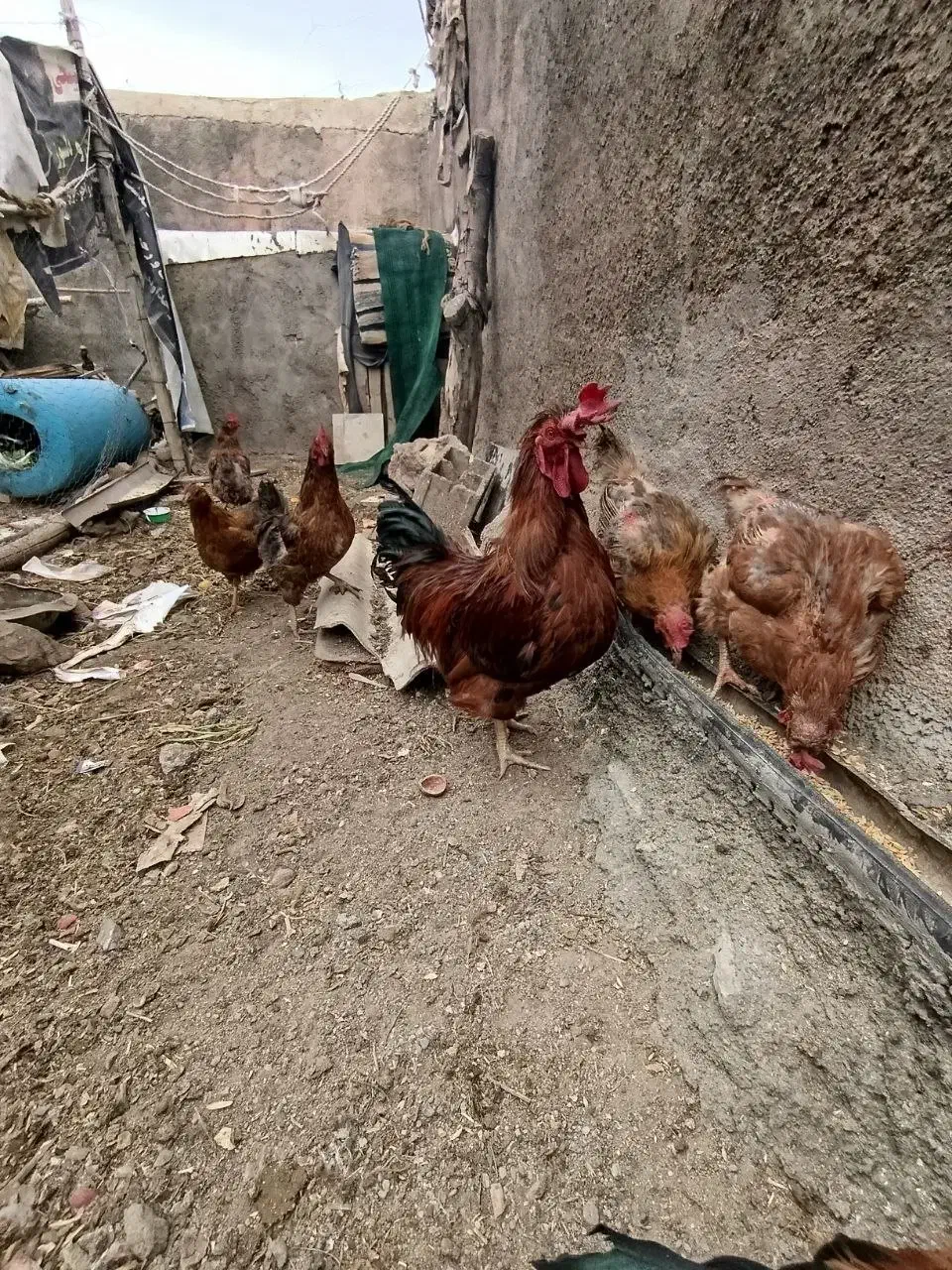 خروس محلی|حیوانات مزرعه|دلیجان, |دیوار