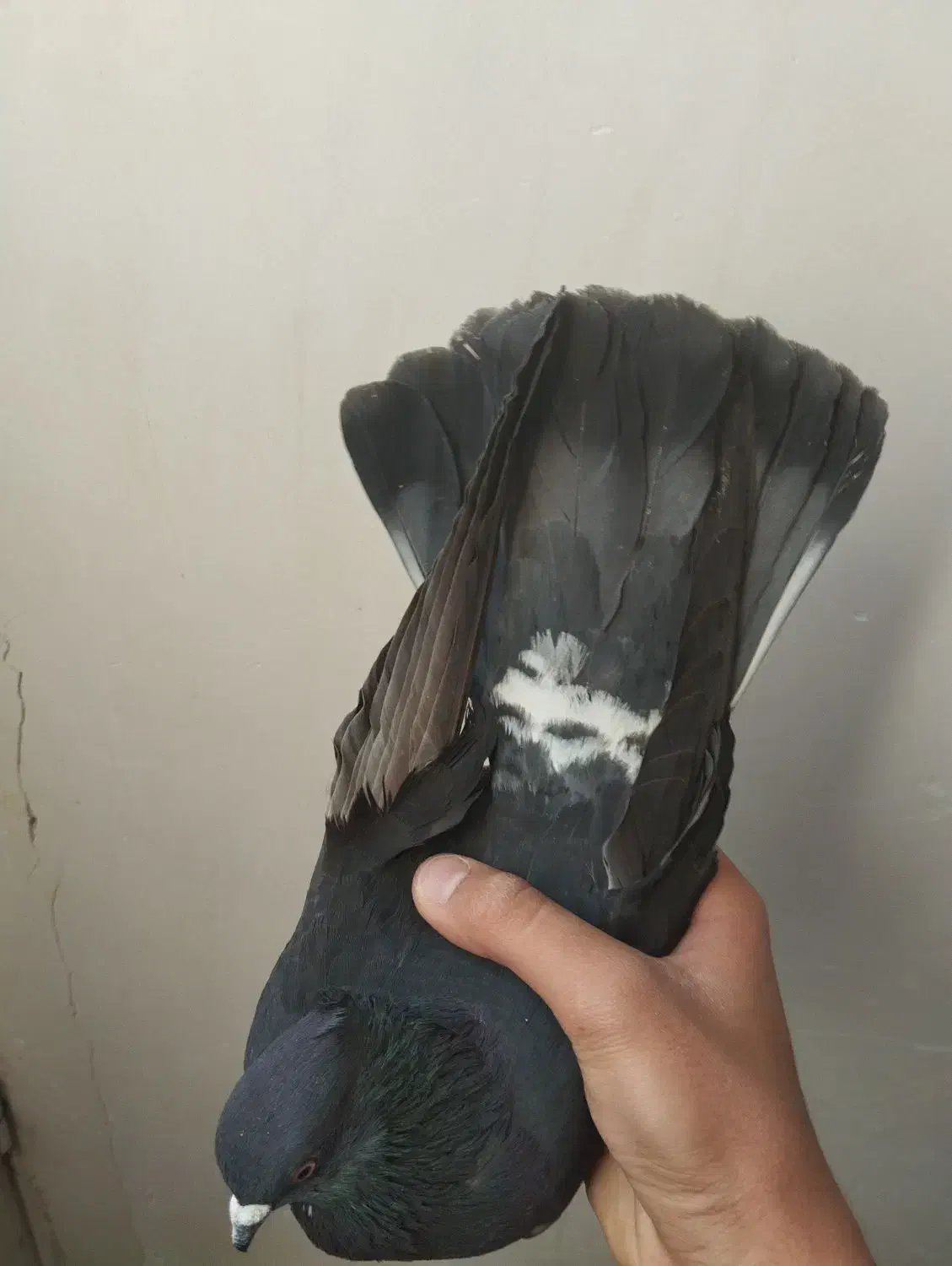 کبوتر نر و ماده|پرنده|سنندج, |دیوار