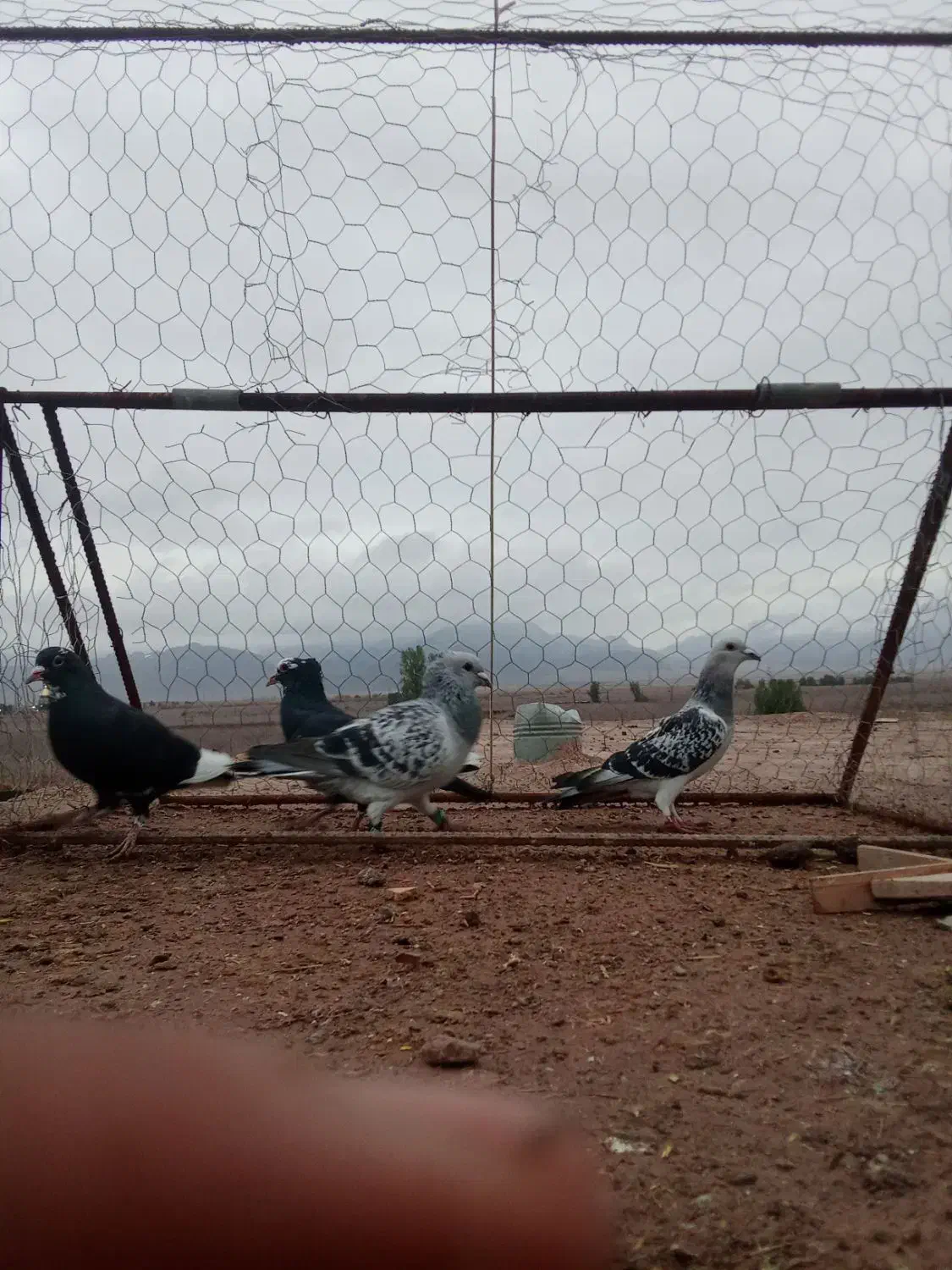 جفتی|پرنده|فردوس (کرمان), |دیوار