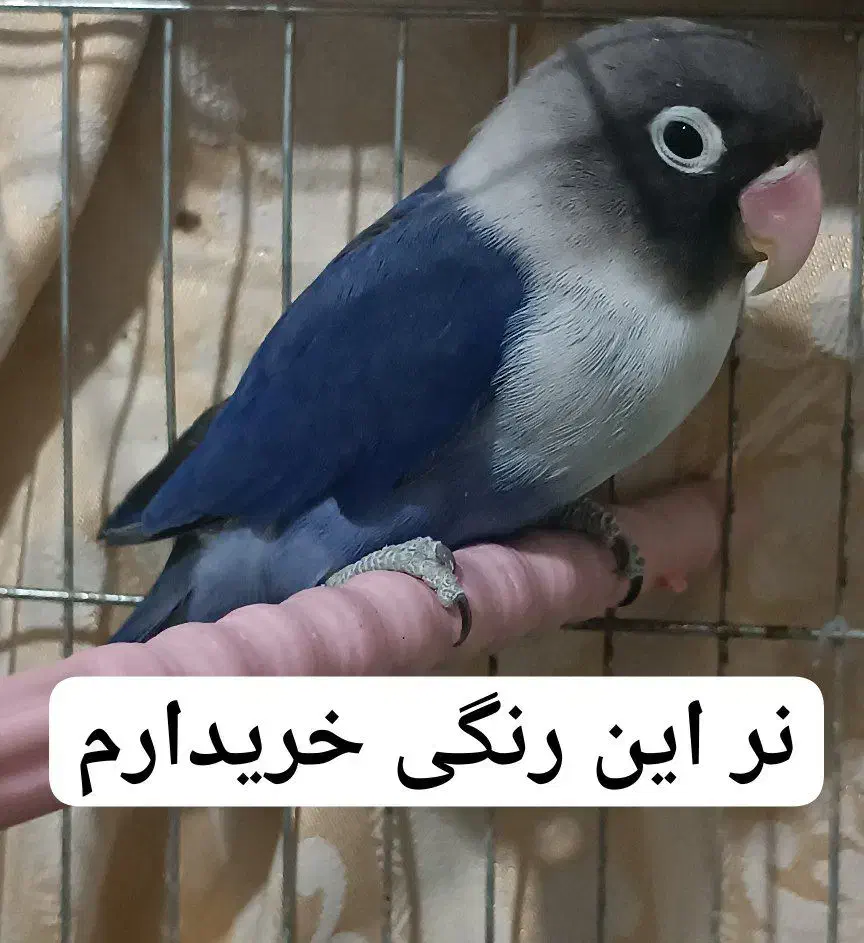 طوطی کوتوله برزیلی فیشر آبی کاربنی( نر )یا بنفش|پرنده|کرمان, |دیوار