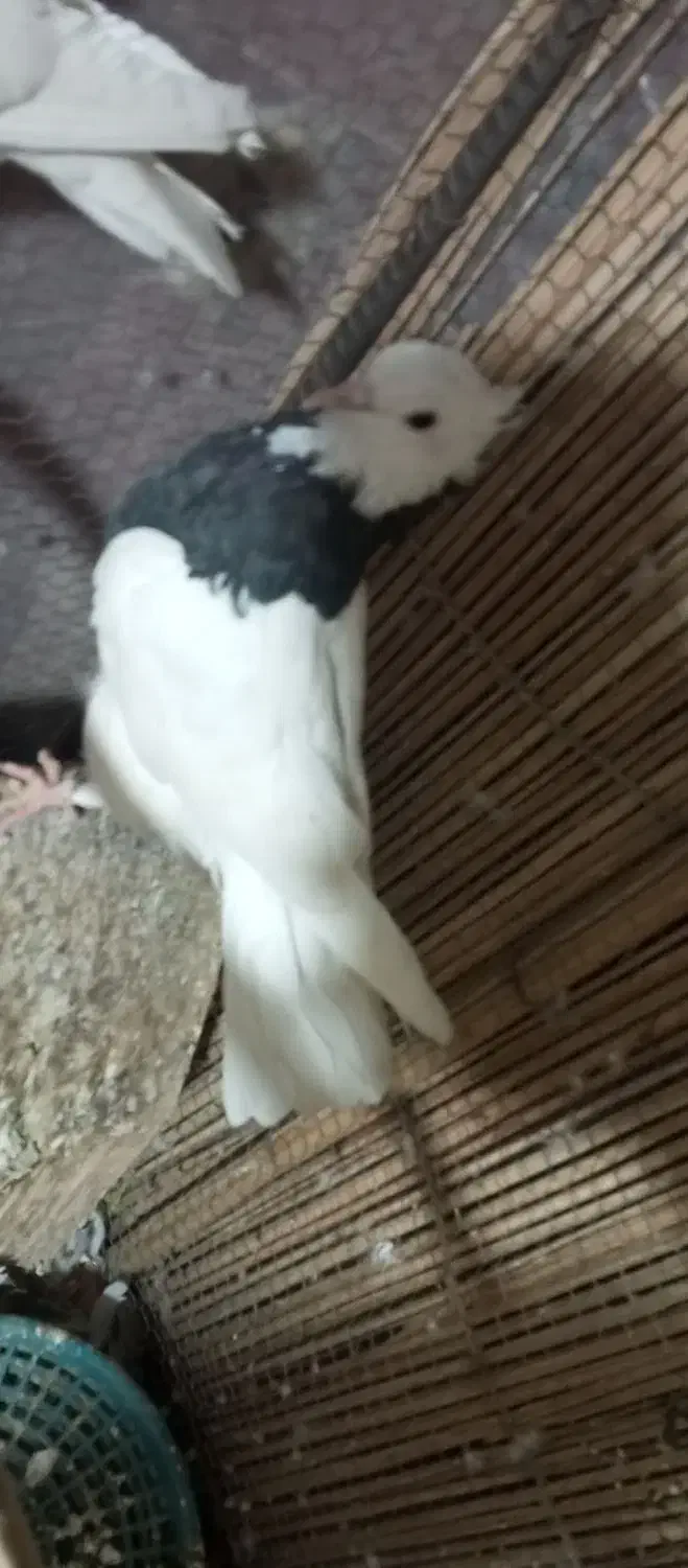 دو عدد کبوتر طوقی ماده|پرنده|سراوان, |دیوار