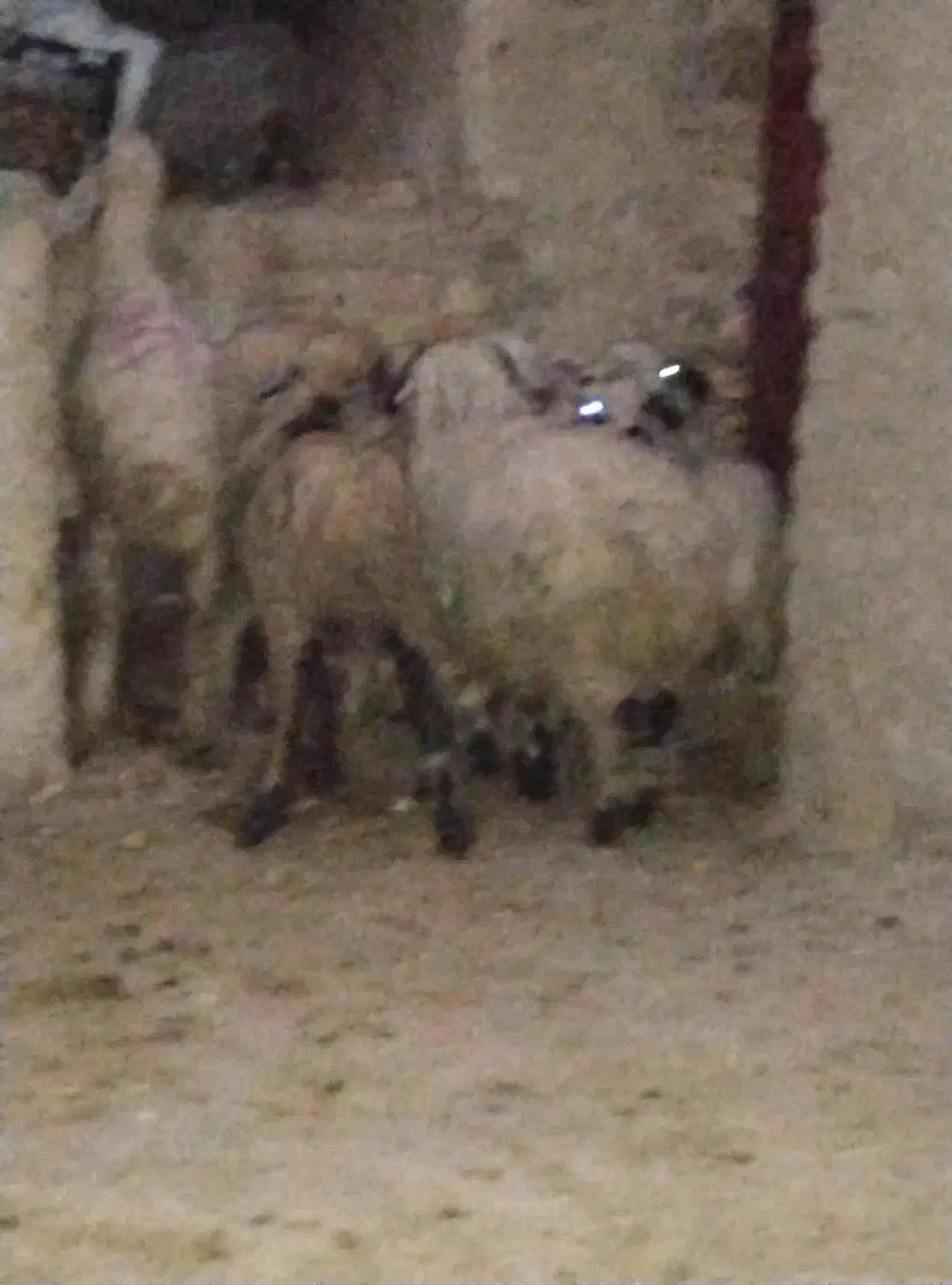 بره یک نر هفت تا ماده قیمت مناسب بردسیر|حیوانات مزرعه|کرمان, |دیوار