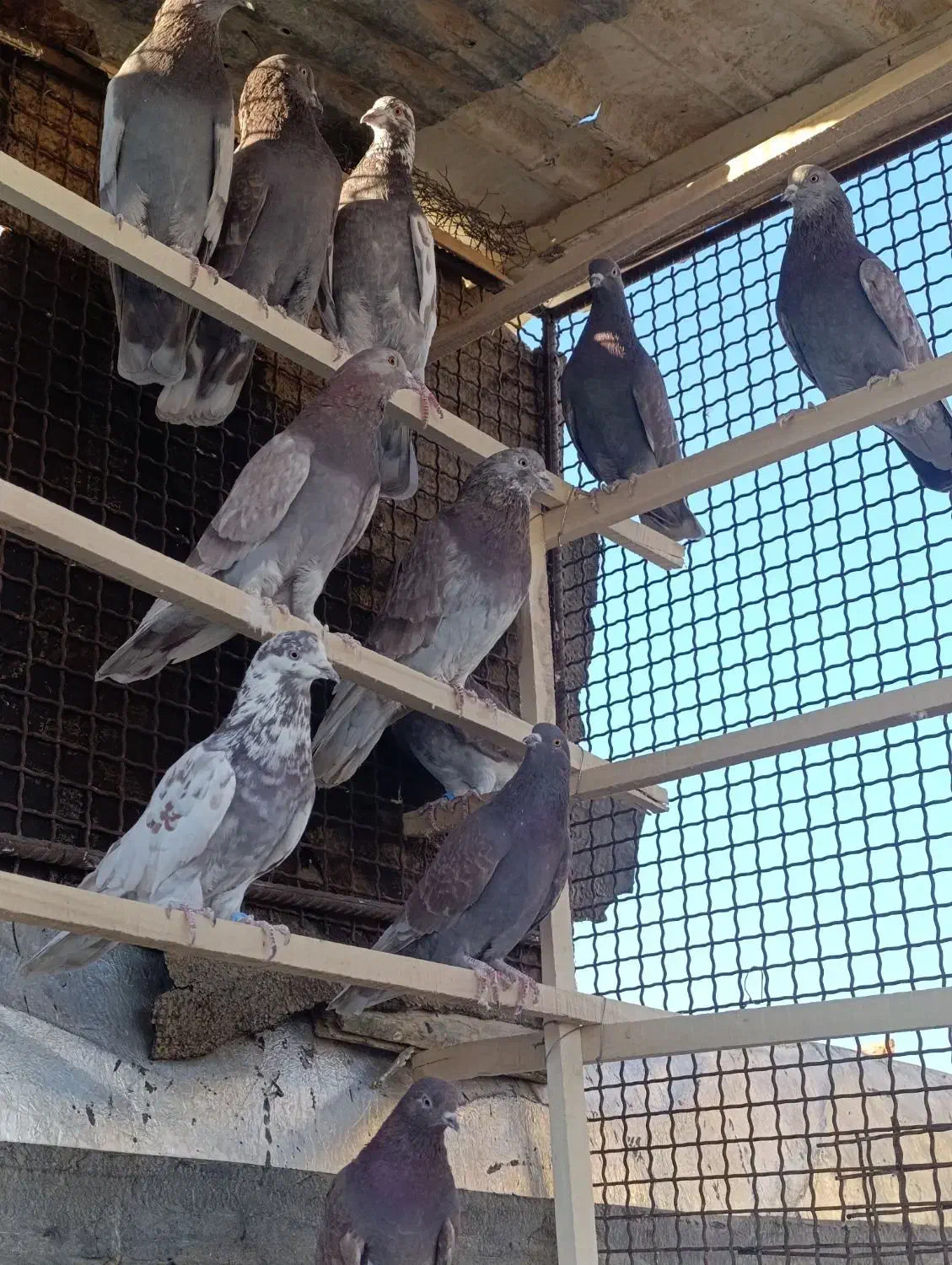 کبوتر پرشی|پرنده|فرمهین, |دیوار