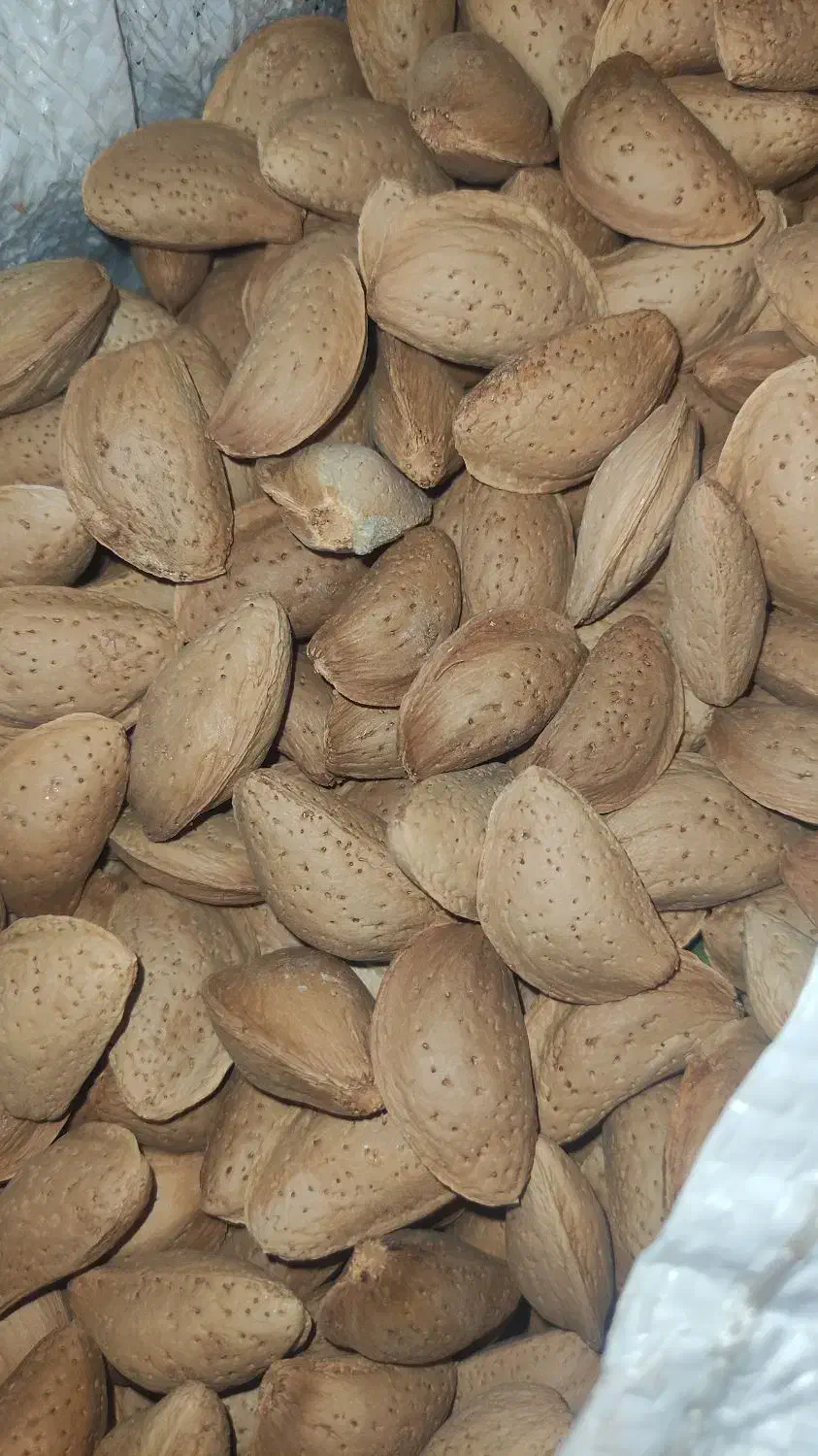 خرید بادام با بهترین قیمت|خدمات باغبانی و درختکاری|سامان, |دیوار