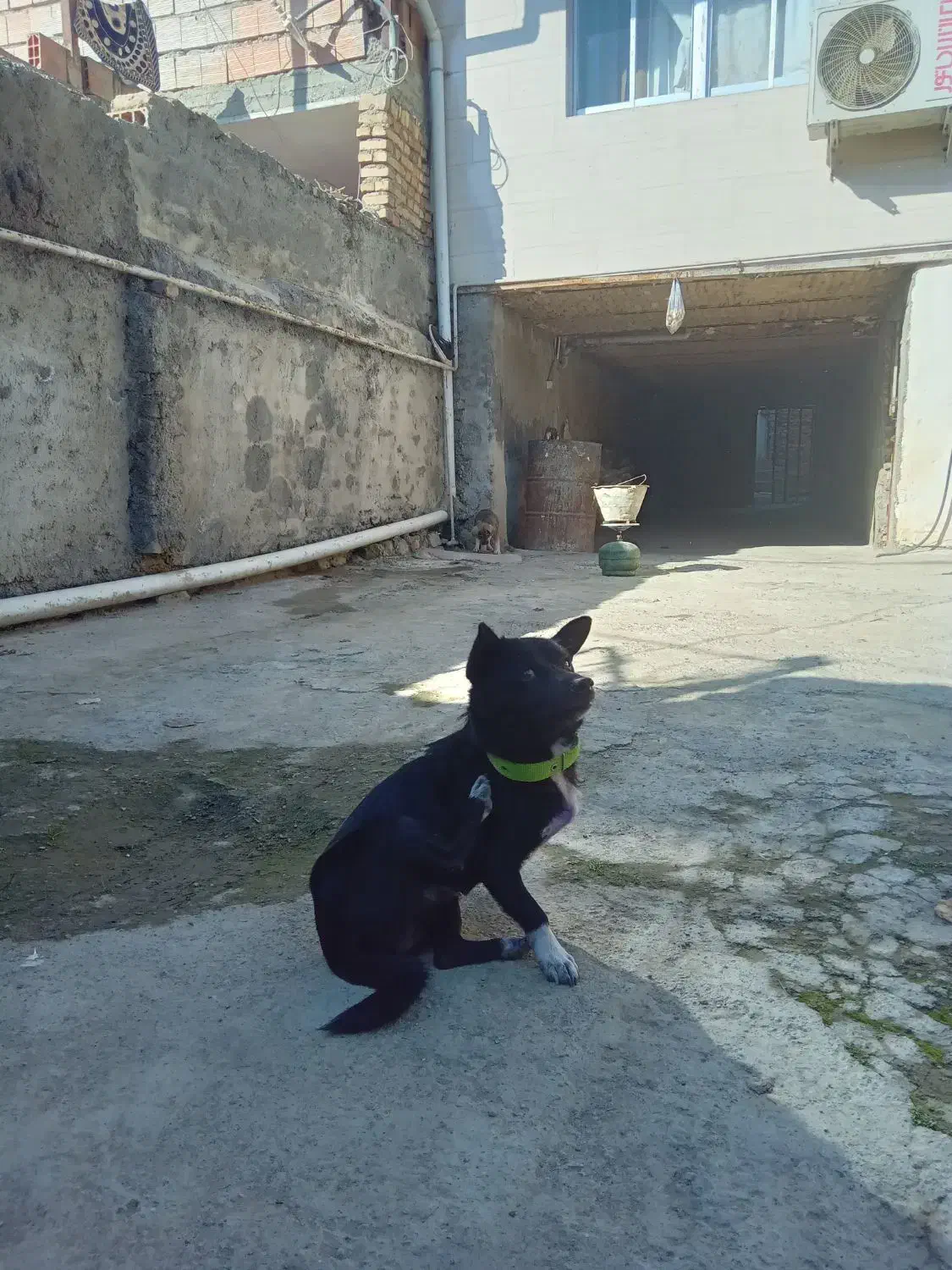 سگ پاکوتاه سایز ریز نر نگهبان واقعی  گرند یک ساله|سگ|گرگان, |دیوار