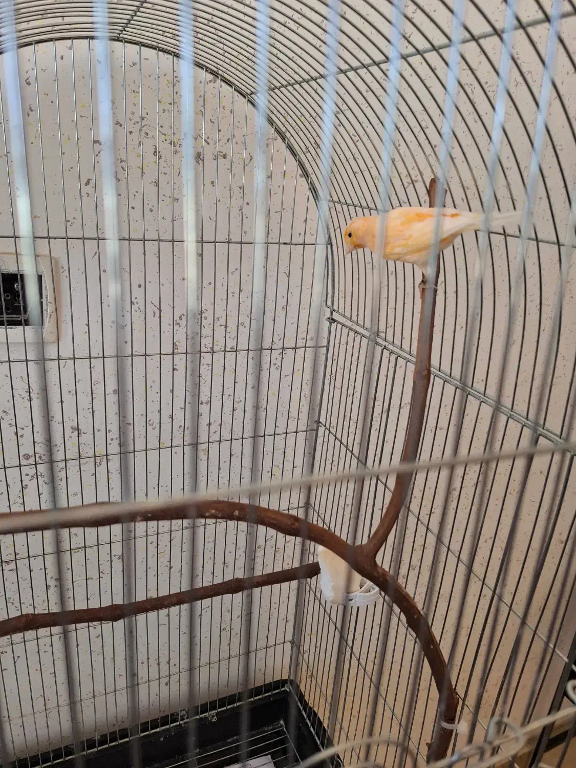 قناری سرخ ماده|پرنده|سرپل ذهاب, |دیوار