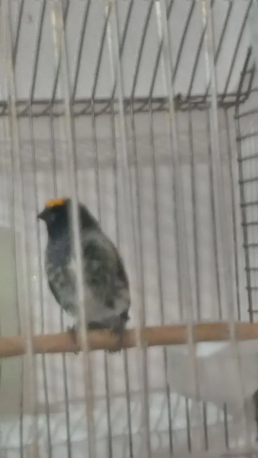 گلبسر و سهره|پرنده|تهران, جنتآباد مرکزی|دیوار