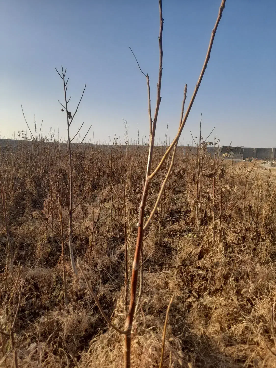 باسلام خدمت باغداران کشاورزان عزیز تعداد ۴۰۰۰گردو|خدمات باغبانی و درختکاری|چناران, |دیوار