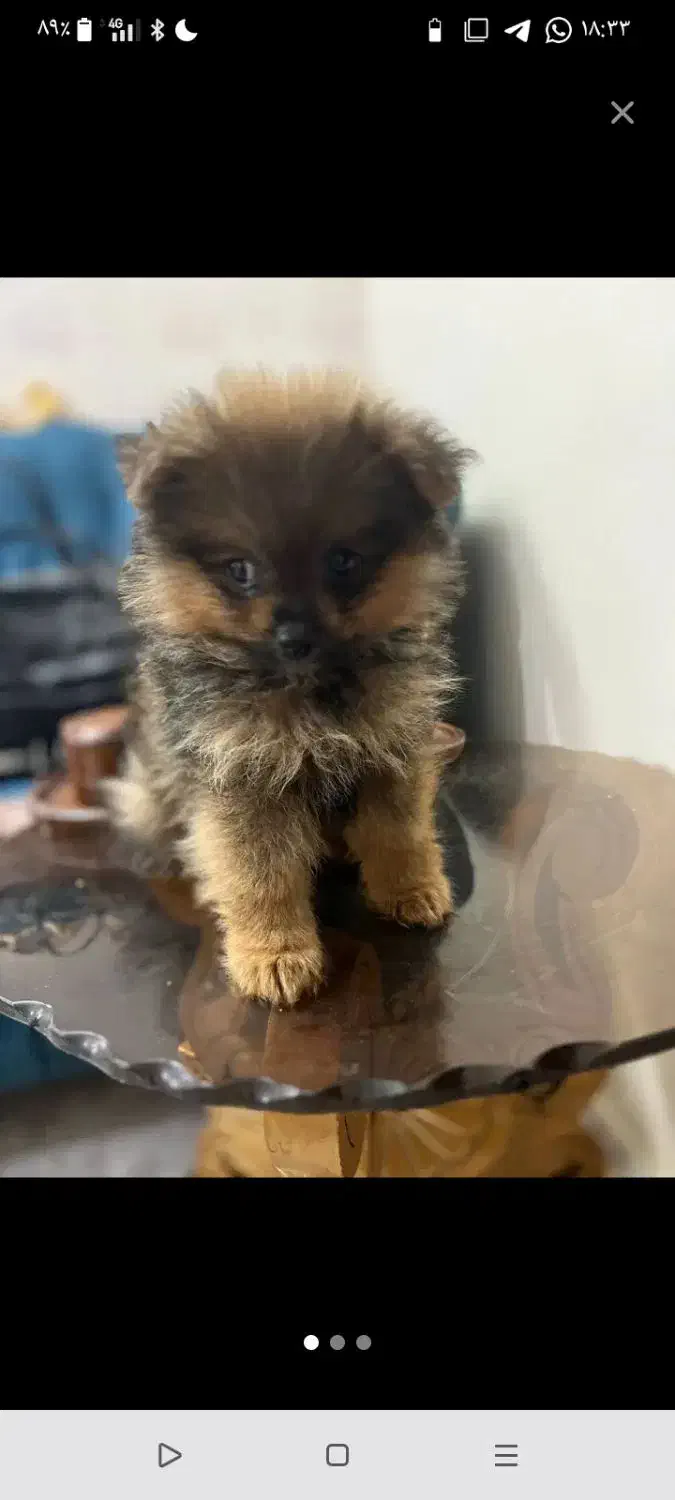 پامرین خرسی|سگ|مشهد, الهیه|دیوار