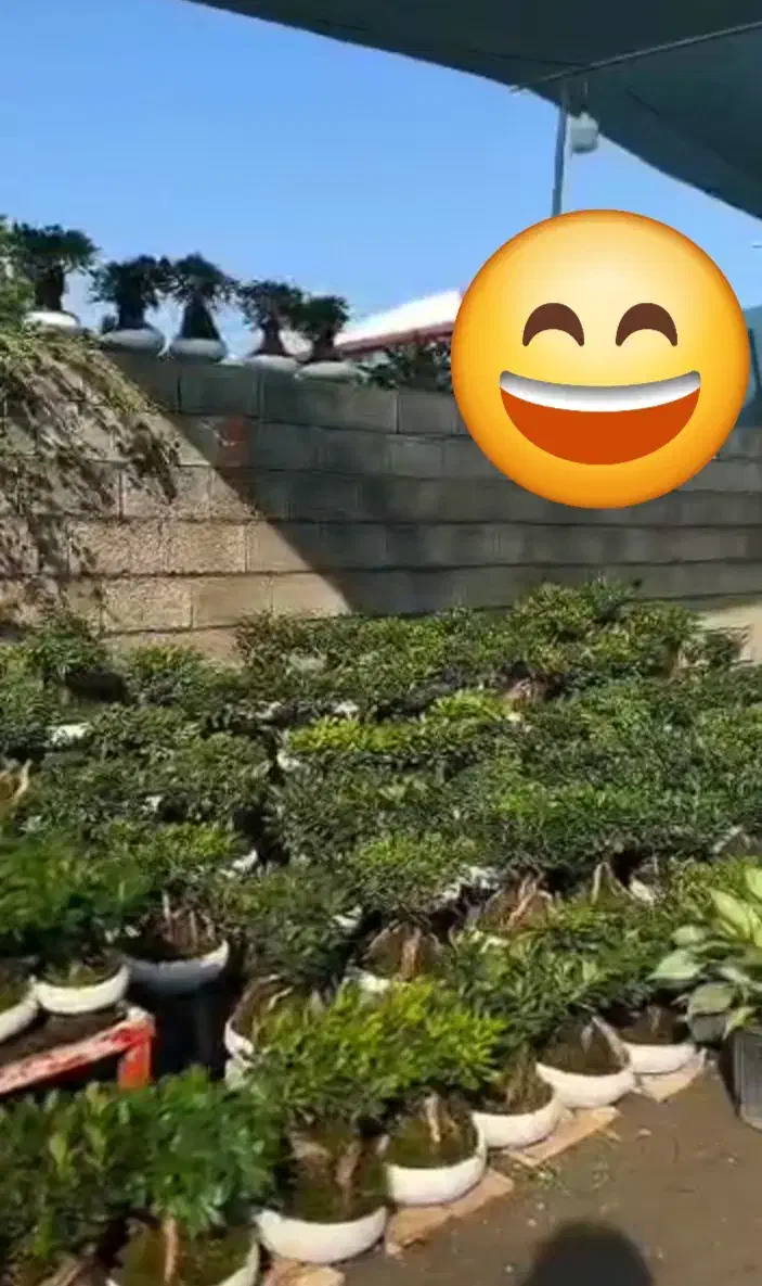 فروش بن سای میخک|گل و گیاه طبیعی|لاهیجان, خمیر کلایه|دیوار